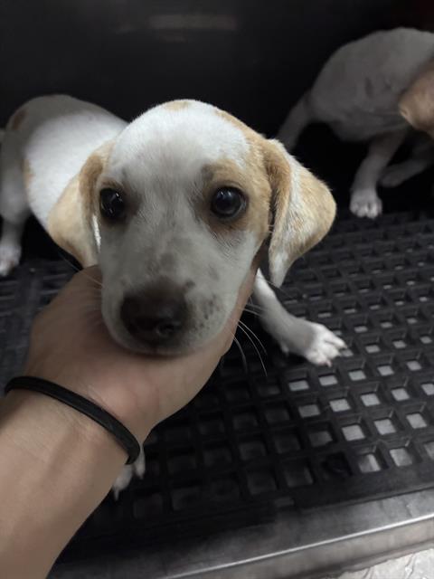 Biscuit
