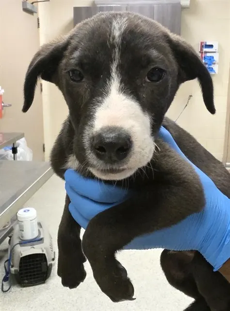 Adoptable Dog