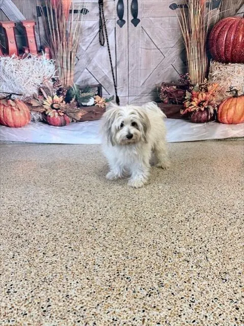 Max