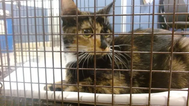Adoptable Cat