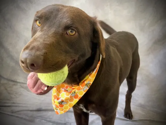 Axel