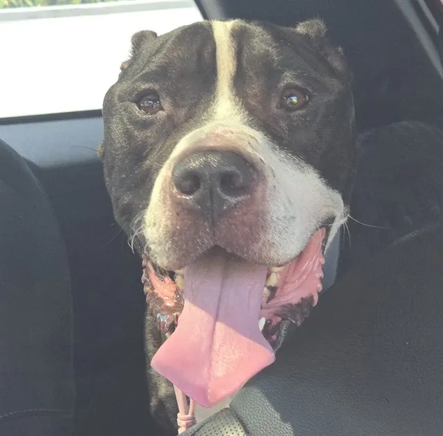 Adoptable Dog