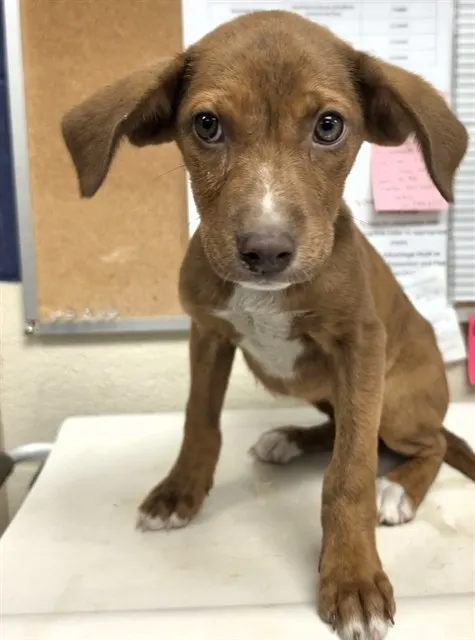 Adoptable Dog