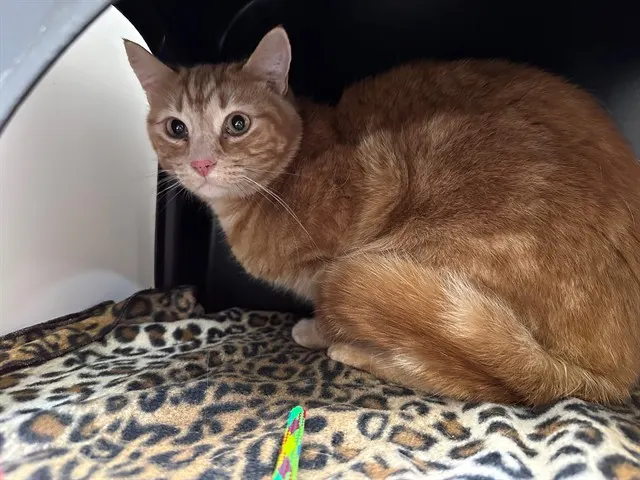 Timba