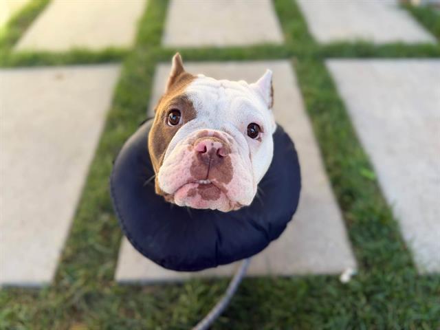 Angelica-In Foster