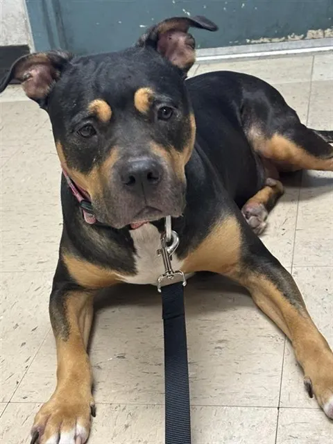 Adoptable Dog