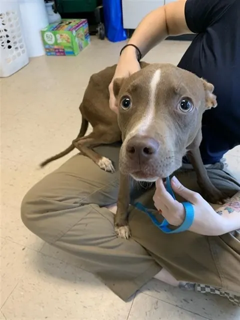 Adoptable Dog