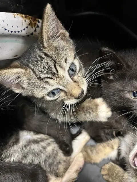 Adoptable Cat