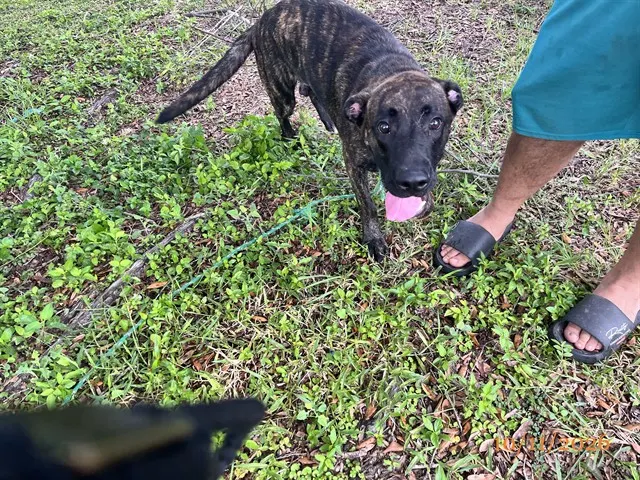 Adoptable Dog
