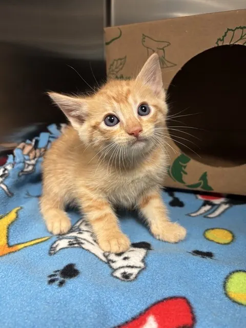 Gilligan