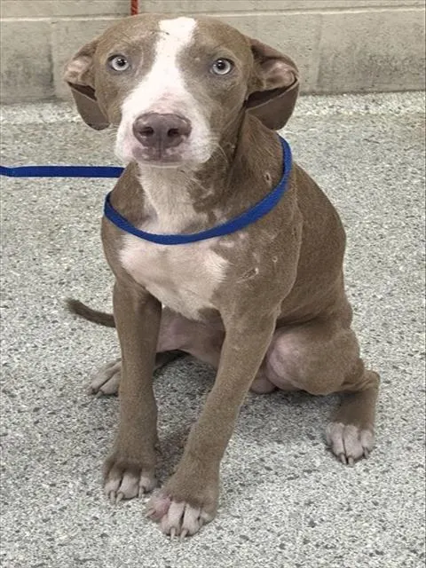 Adoptable Dog