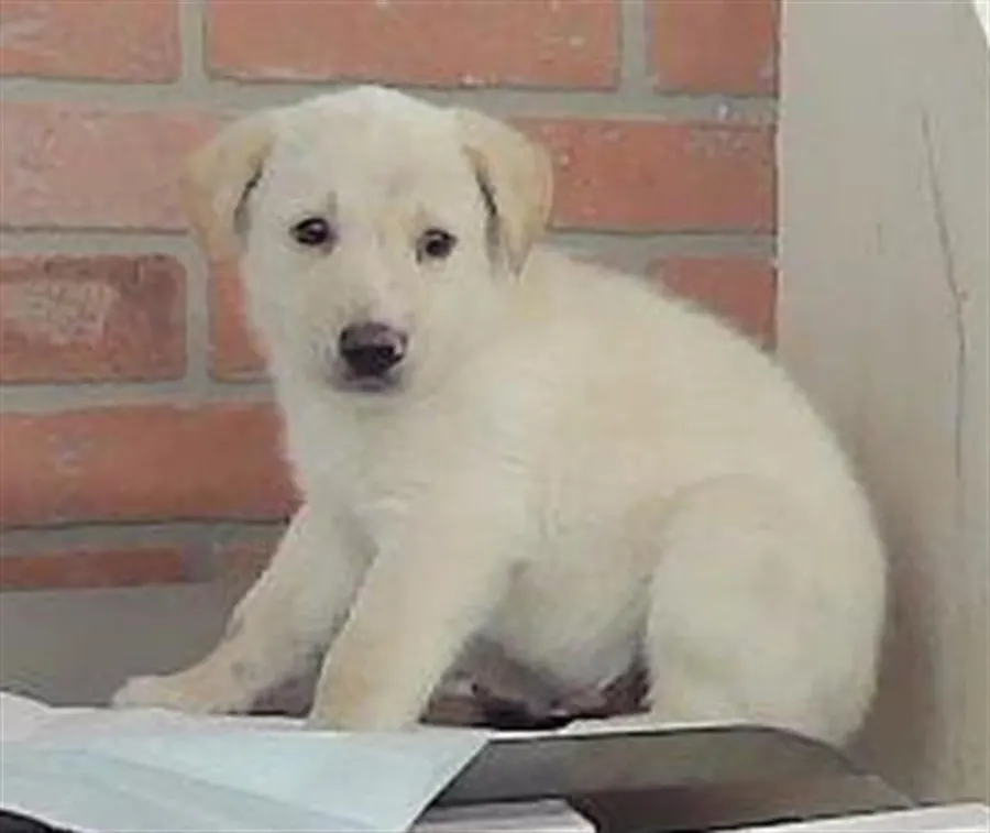 Adoptable Dog