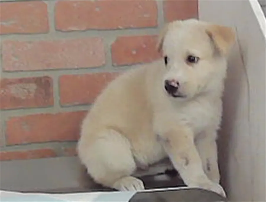 Adoptable Dog