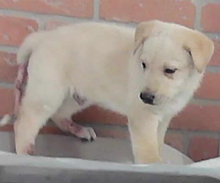Adoptable Dog