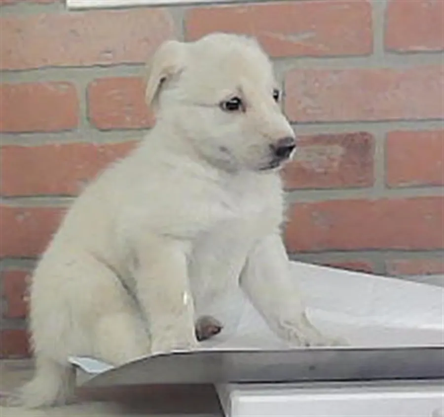 Adoptable Dog