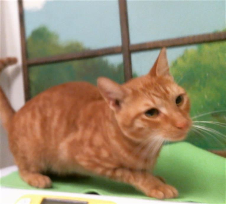 Garfield