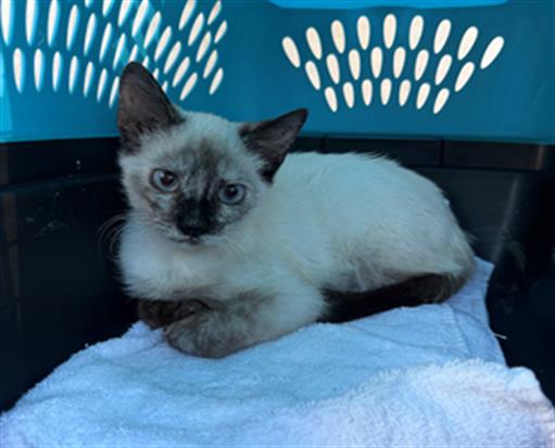 Adoptable Cat