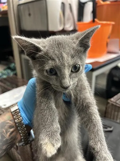 Kitty1