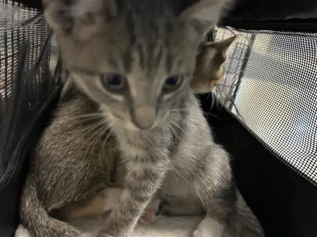Kitty2