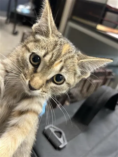 Kitty3