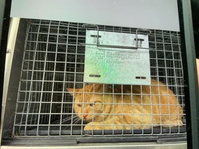 Adoptable Cat