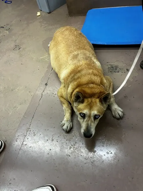 Adoptable Dog
