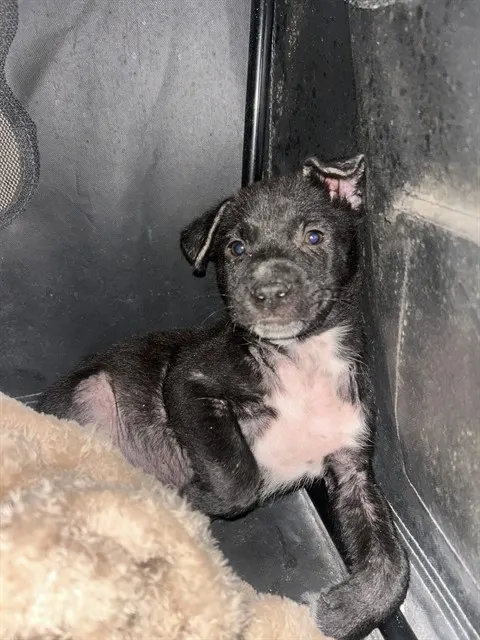 Adoptable Dog