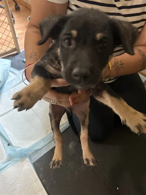 Adoptable Dog