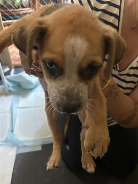 Adoptable Dog