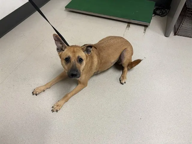 Adoptable Dog