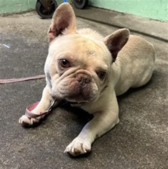 Adoptable Dog