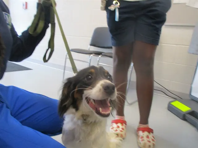 Adoptable Dog