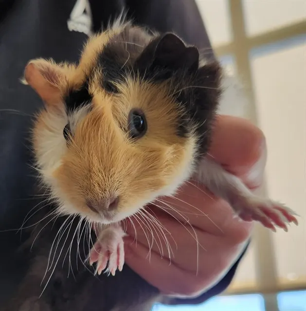 Mochi