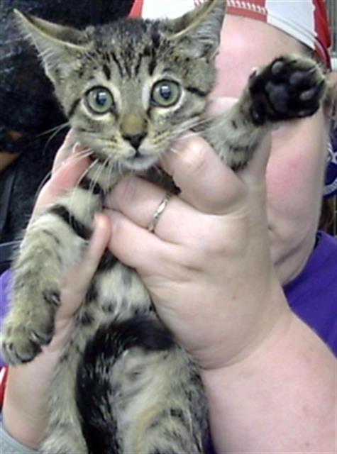 Adoptable Cat