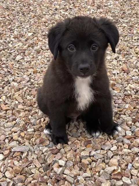 Chief