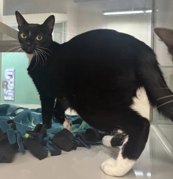 Kiki