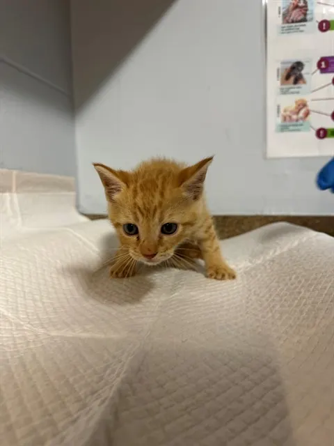 Pawtcha