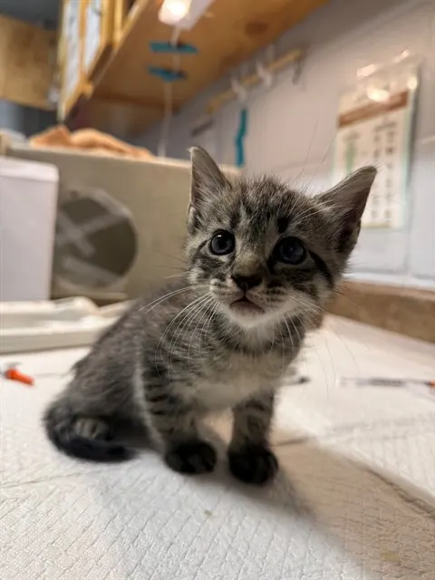 Purrl Gray