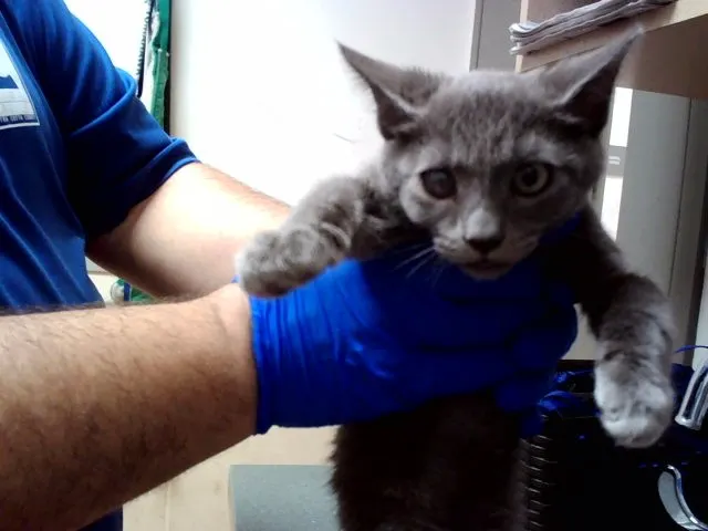 Kitten 3