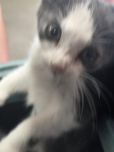 Adoptable Cat