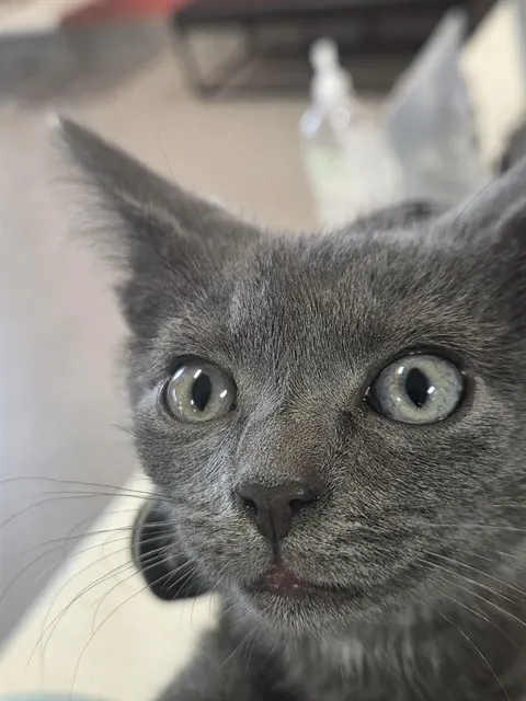 Adoptable Cat