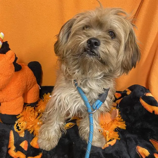 Adoptable Dog