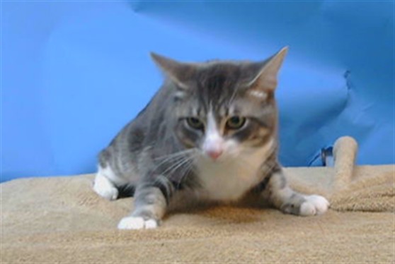 Adoptable Cat