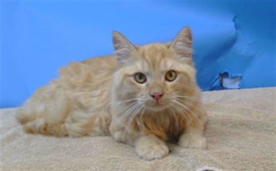 Adoptable Cat