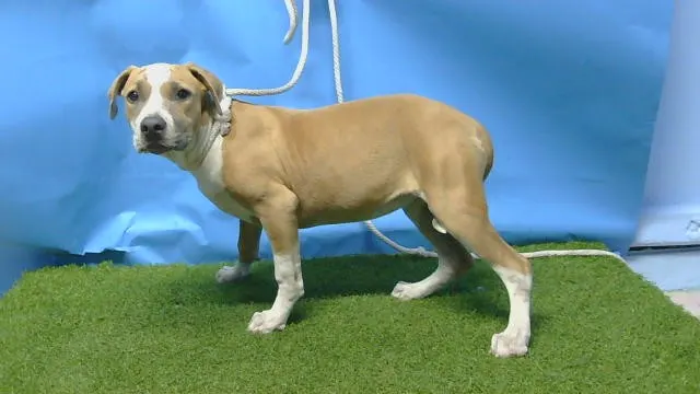 Adoptable Dog