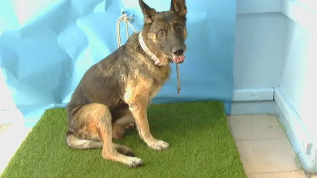 Adoptable Dog