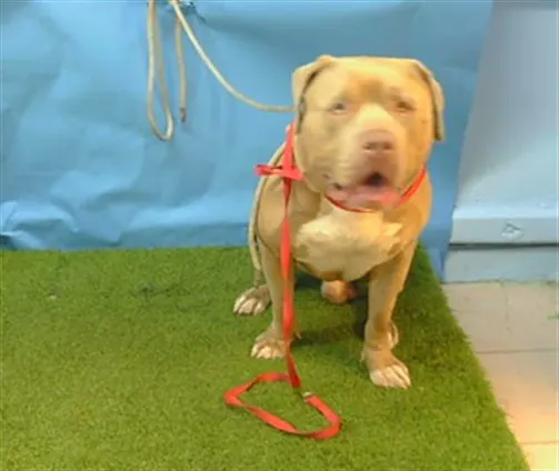 Adoptable Dog