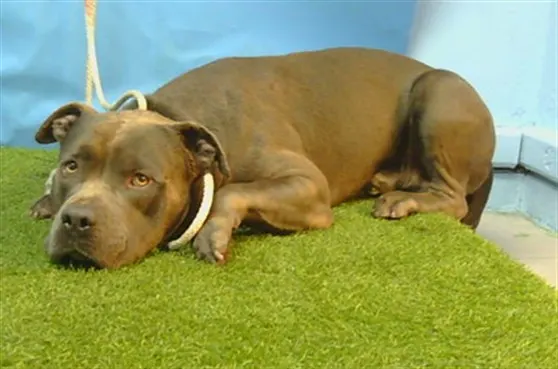 Adoptable Dog