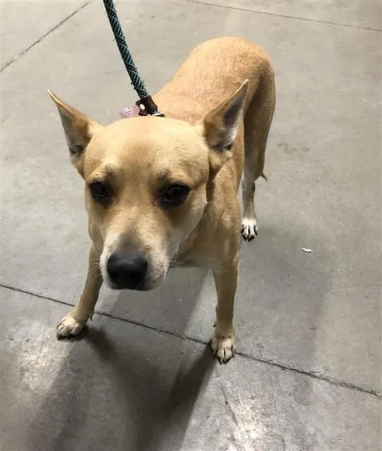 Adoptable Dog