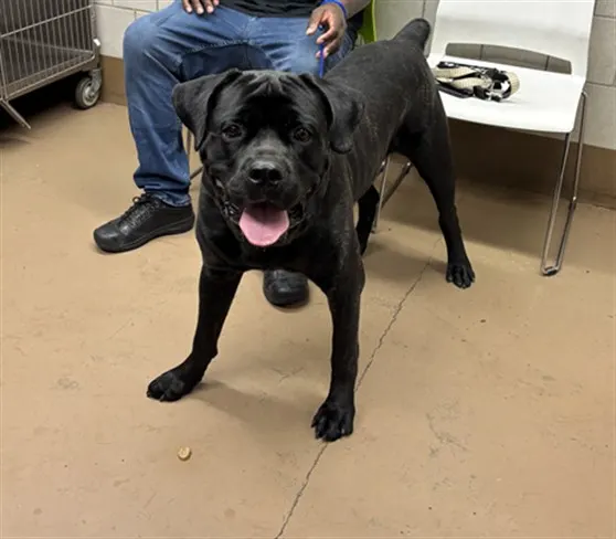 Adoptable Dog